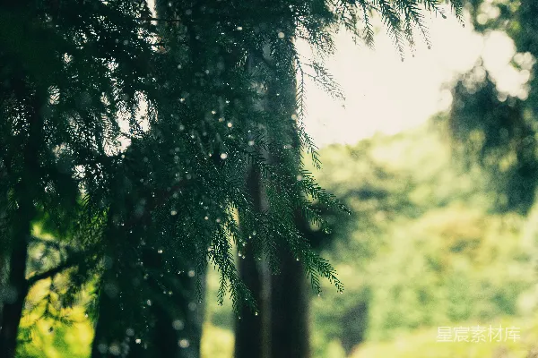 高清摄影 一片布满了众多树木的森林，树木覆盖着雨水。