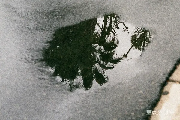 高清摄影 雪覆盖地面的绿树