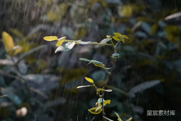 高清摄影 雨中枯黄的叶子