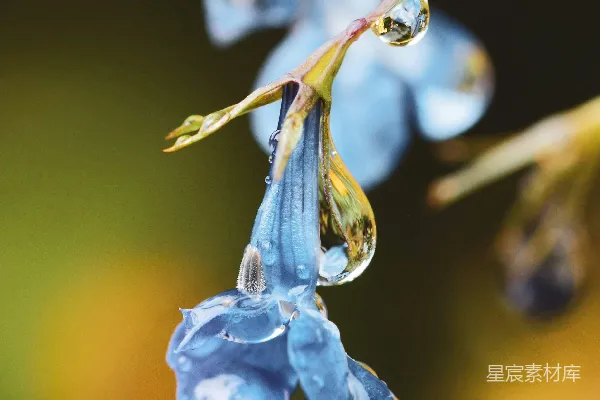 高清摄影 蓝花在选择性聚焦摄影中的表现