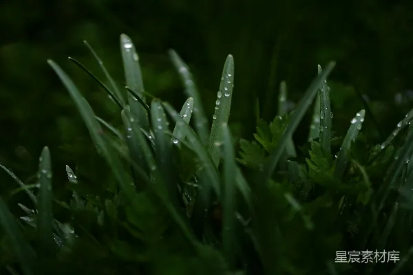 高清摄影 草叶上滴着水珠的特写镜头