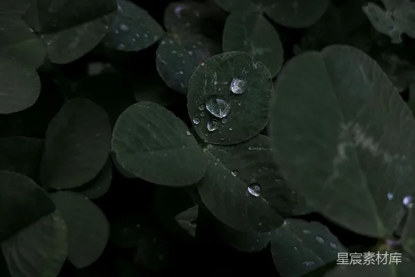 高清摄影 一束叶子上有水珠