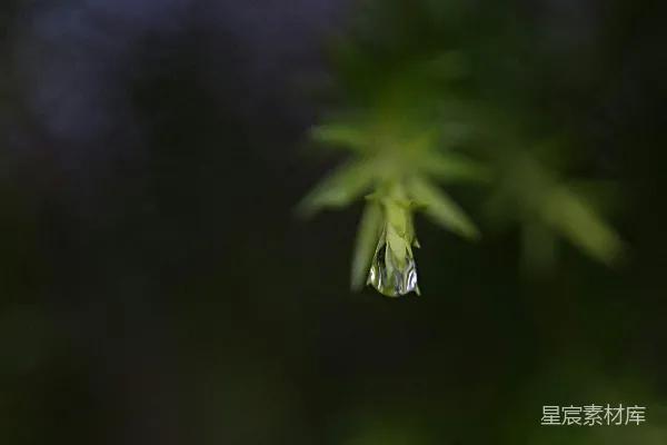 高清摄影 带水珠的绿色植物