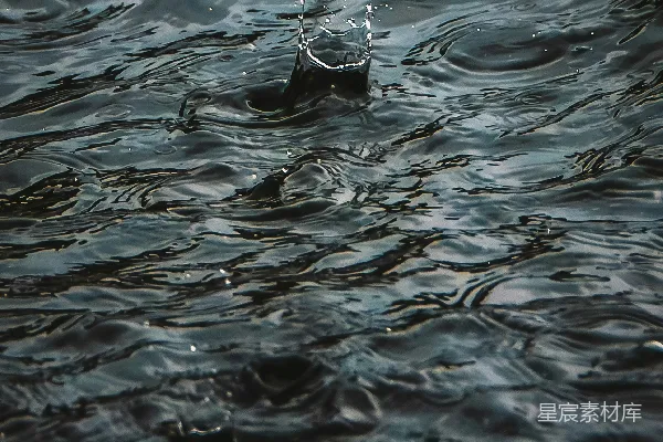 高清摄影 水中的鸟近距离特写