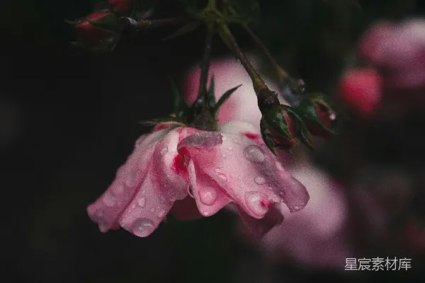 高清摄影 一朵带有水珠的粉红色花朵