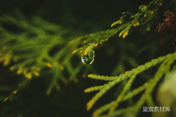 高清摄影 树梢上挂着一滴水珠