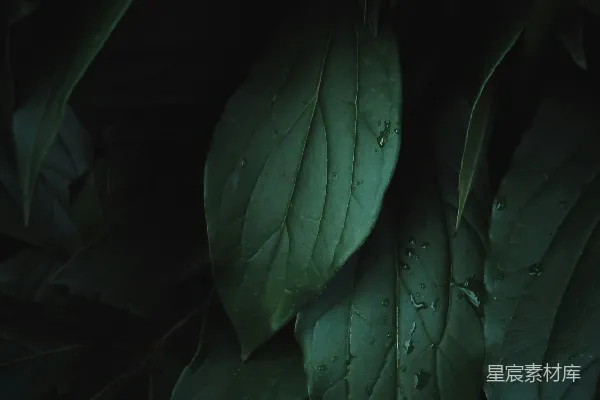 高清摄影 绿叶上有水珠