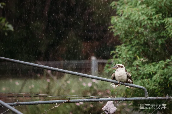 高清摄影 雨中一只鸟坐在电线杆上
