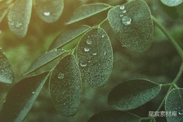 高清摄影 叶上的近景，叶面上有水珠。