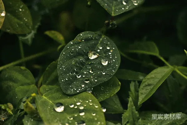 高清摄影 绿叶上的水珠