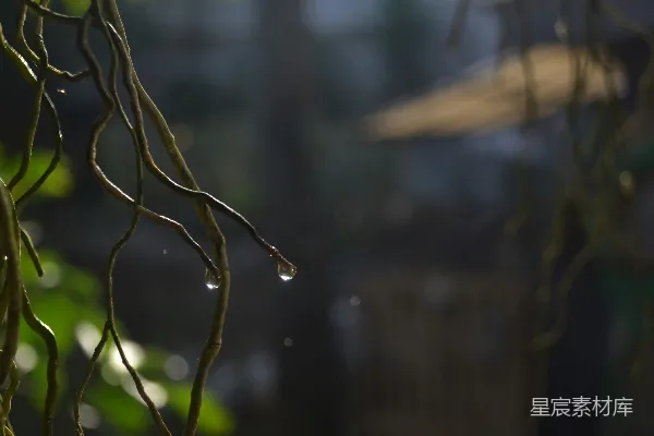 高清摄影 植物上的近景，挂着水珠