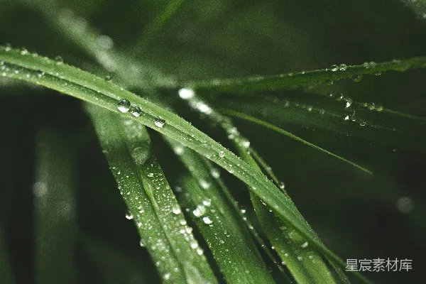 高清摄影 绿草上的露珠闪耀发光。