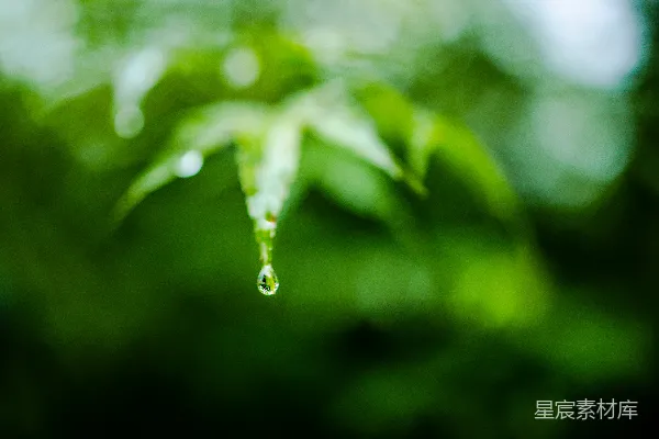 高清摄影 绿叶上一颗水珠的挂落