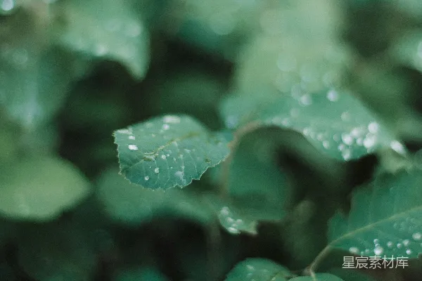 高清摄影 绿叶