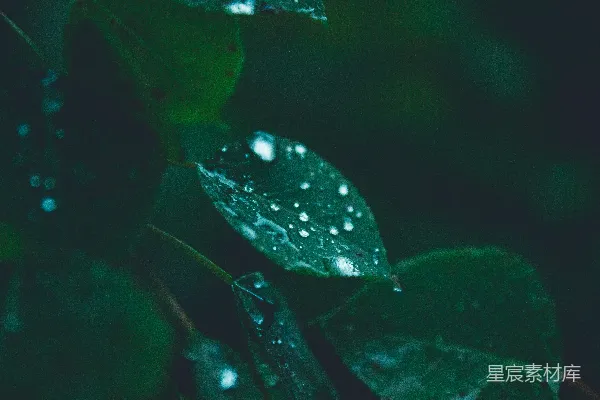高清摄影 一片叶的特写镜头中，可以看到上面有水珠。