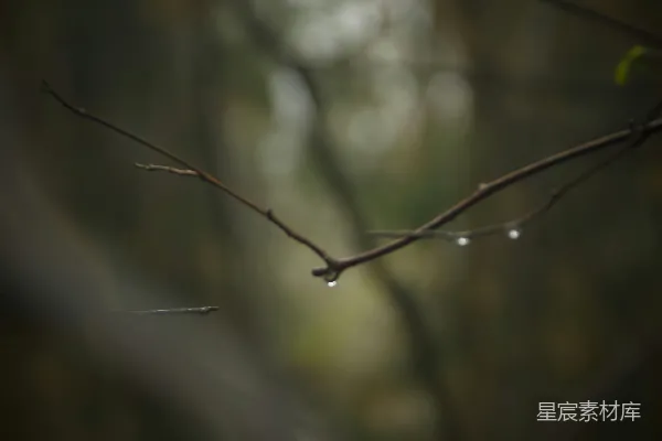 高清摄影 树干上的水滴在柔和的光线下。