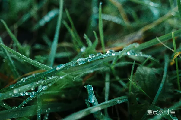 高清摄影 绿色草地上滚动的水滴