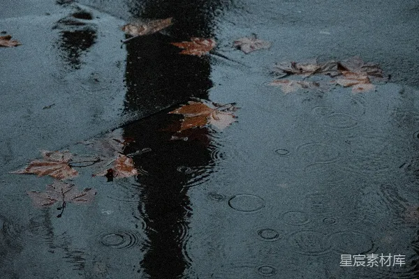 高清摄影 雨中湿地上散落的落叶