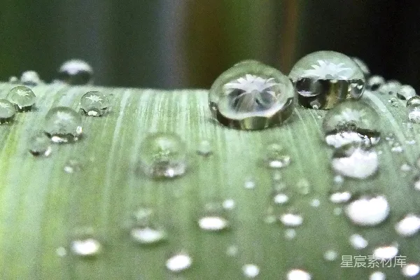 高清摄影 新鲜绿叶上闪耀的水珠。