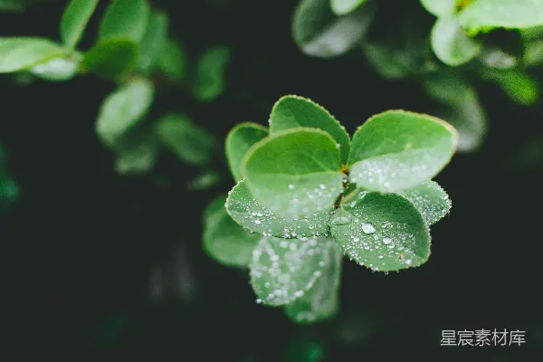 高清摄影 绿叶植物