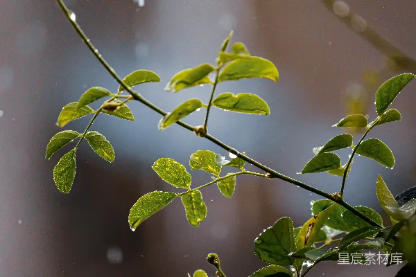 高清摄影 雨中的绿叶枝条