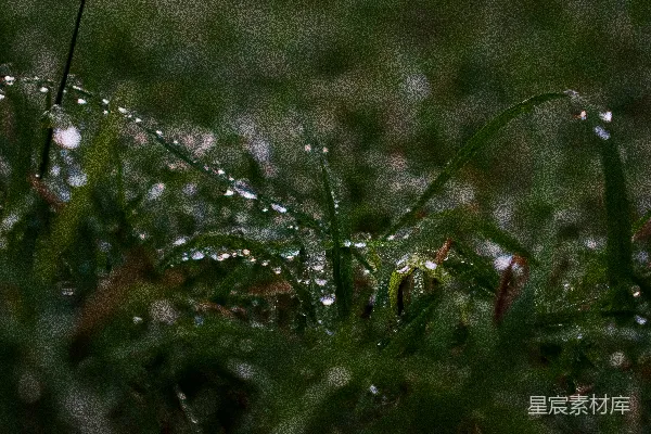 高清摄影 绿草上的水滴