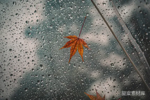 高清摄影 一片叶子坐在雨中的窗户上
