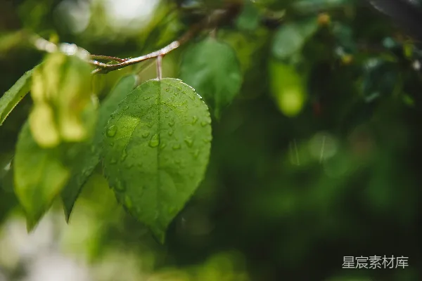 高清摄影 叶上滴着水珠的绿叶