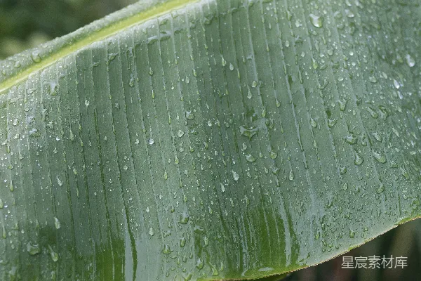 高清摄影 绿色叶子上的水珠