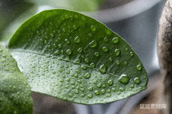 高清摄影 干燥叶子的近景