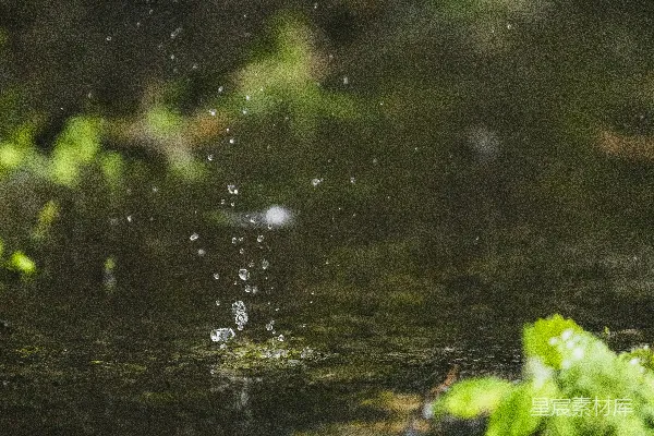 高清摄影 水滴落在一片潮湿的苔藓表面上。