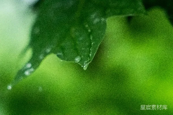 高清摄影 一片绿叶上挂着几滴水珠