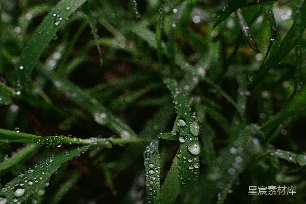 高清摄影 草地上的草尖上挂着水珠的特写镜头