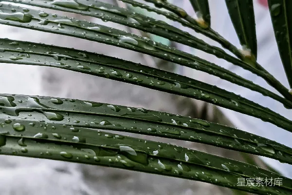 高清摄影 植物的特写镜头