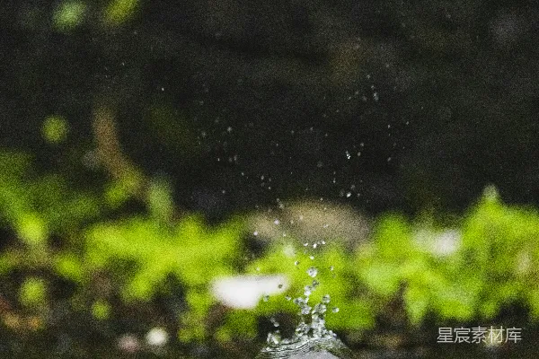 高清摄影 水滴落入池塘中的青苔上