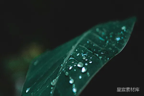 高清摄影 绿叶上的露珠