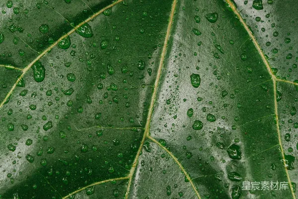 高清摄影 绿色植物