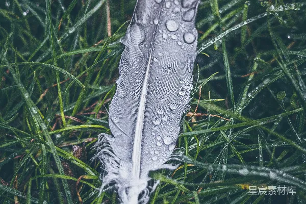 高清摄影 绿草上的白羽毛