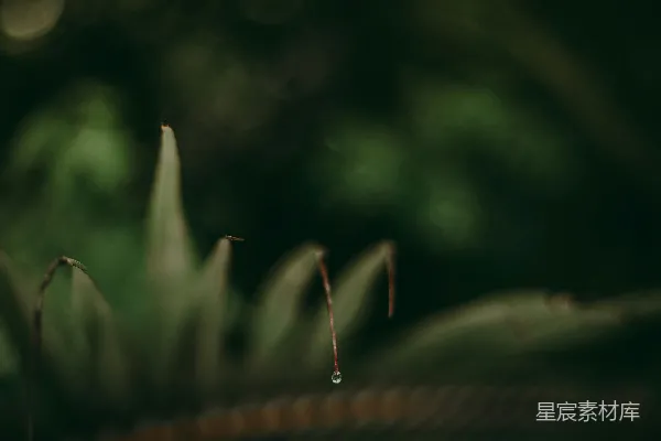 高清摄影 绿叶在倾斜透视镜头下