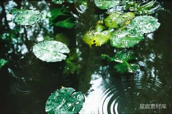 高清摄影 漂浮在暗水中的荷叶带着涟漪。