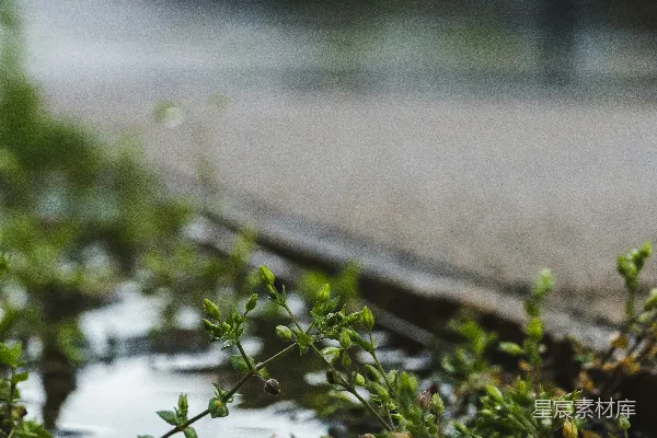 高清摄影 绿叶植物