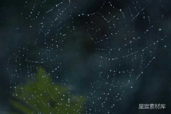 高清摄影 带有水珠的蜘蛛网