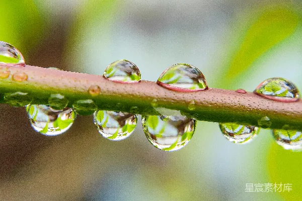 高清摄影 叶面上水滴的特写镜头