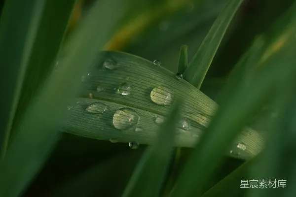 高清摄影 叶上的水珠