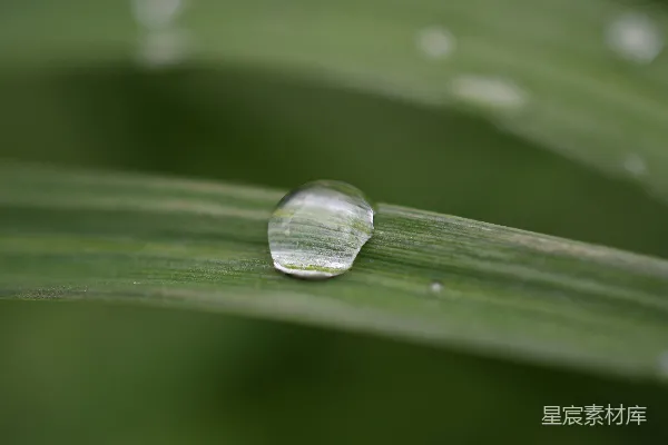 高清摄影 绿叶上的水珠