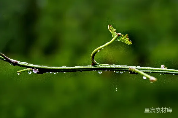 高清摄影 一串悬挂着水滴的树枝