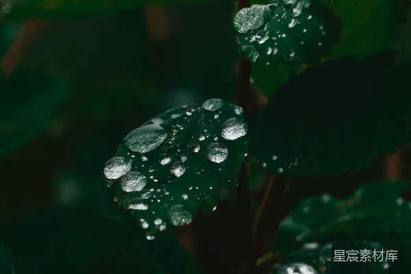 高清摄影 一片叶子上的近景，上面有水滴。