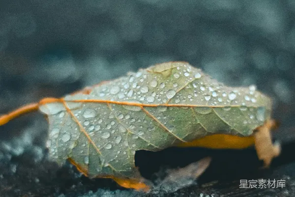 高清摄影 聚焦于绿色叶子上水汽凝结的选拍摄法