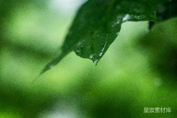 高清摄影 一片绿叶上有几滴水珠