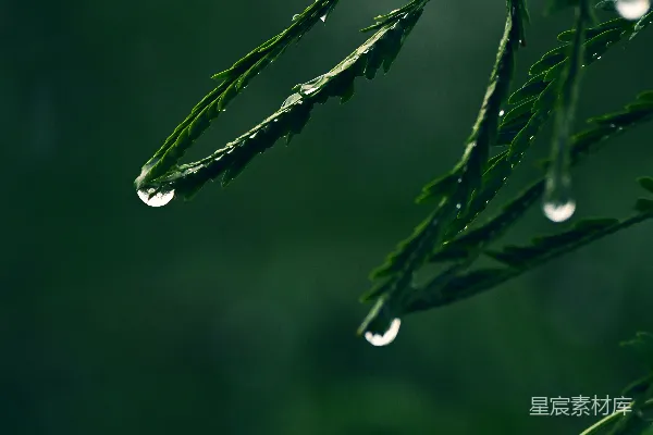 高清摄影 暗绿色叶子上滴答闪亮的雨珠。